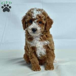 Jem, Miniature Poodle Puppy